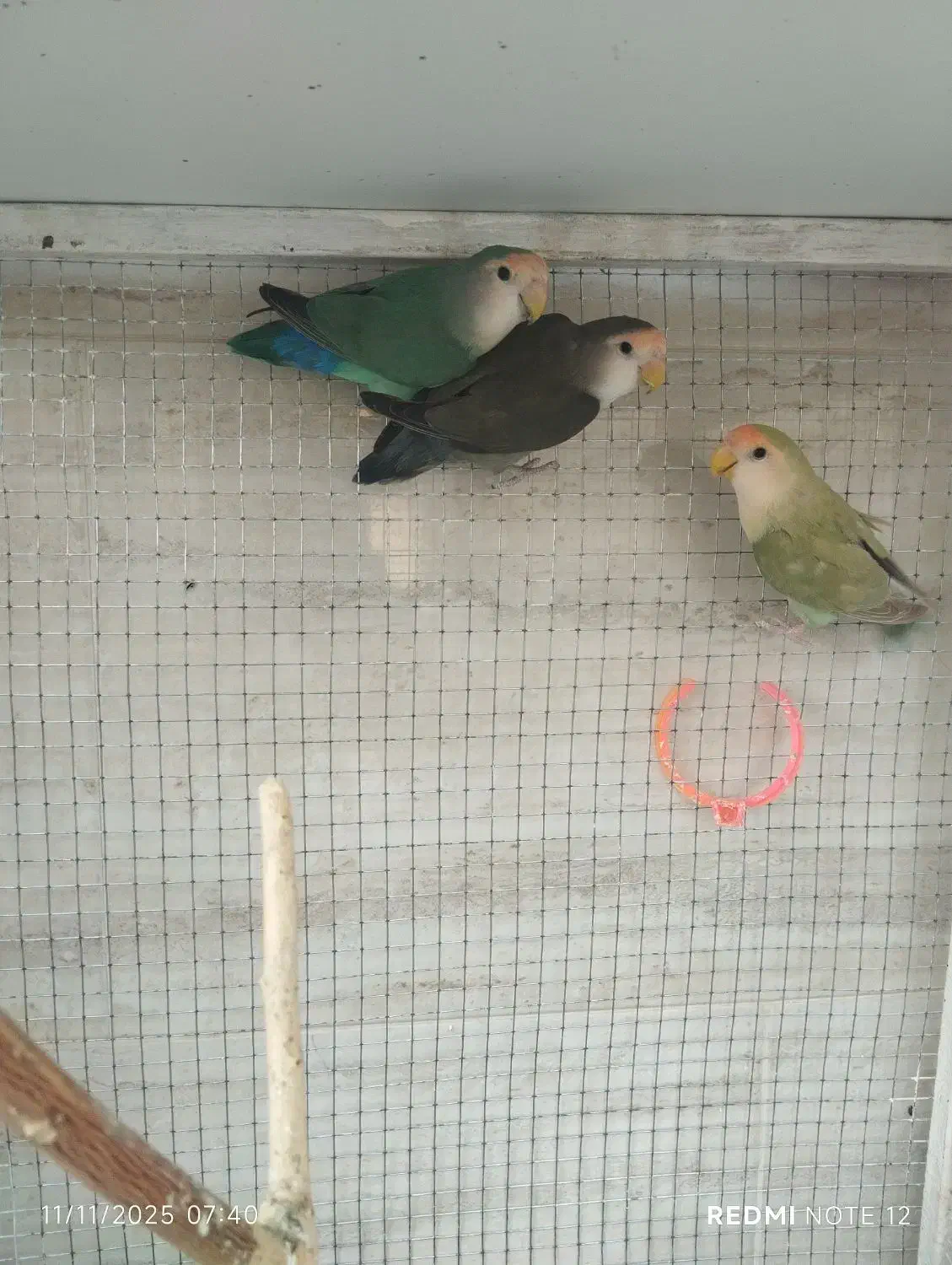 طوطی برزیلی رنگ های خاص دوماده و یک نر|پرنده|برازجان, |دیوار