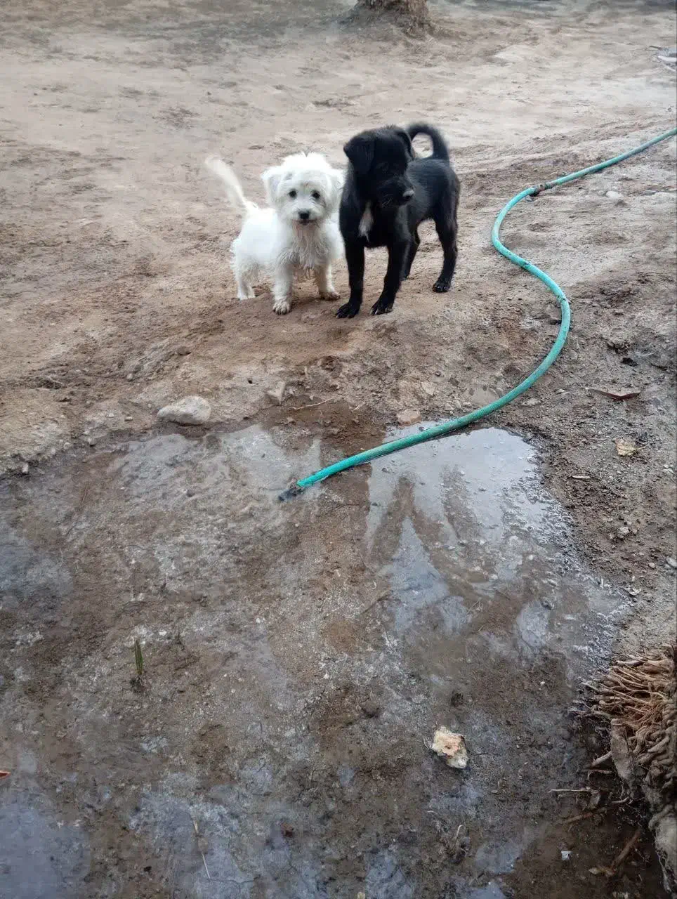 سگ پاکوتا سایز ریز|سگ|کرمان, |دیوار