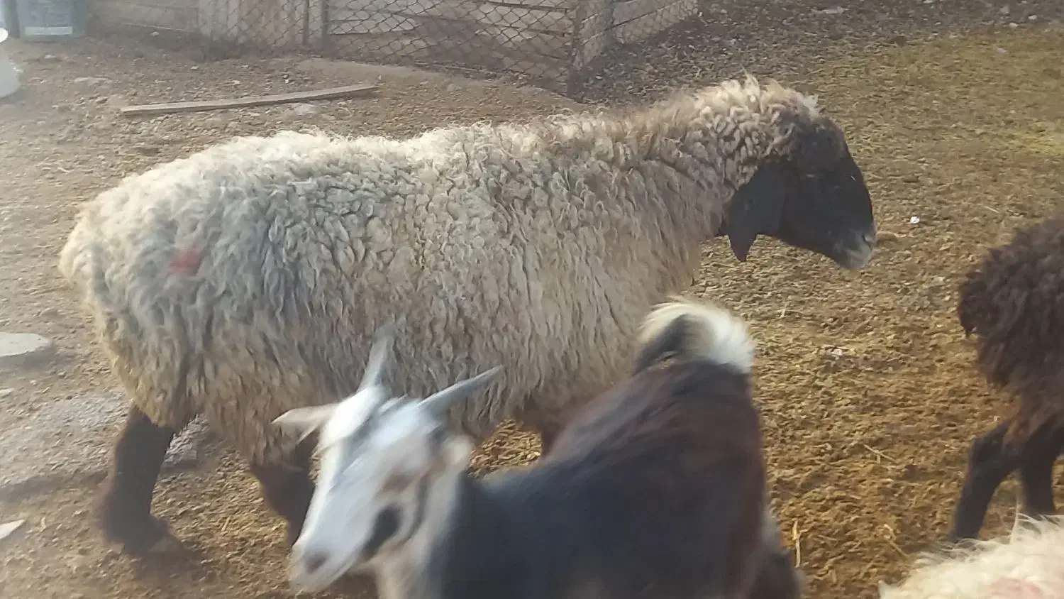 میش آبستن کهره بره|حیوانات مزرعه|مرودشت, علیآباد|دیوار