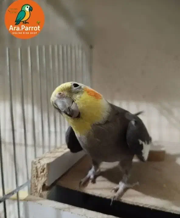 عروس هلندی مولد سخنگو|پرنده|بوکان, |دیوار