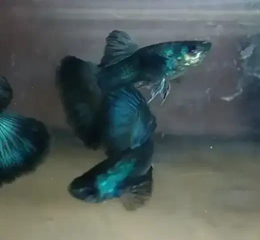 ماهی گوپی کالرزبرا آنجل لجن خار تترا نعون آکواریوم|ماهی|تهران, امام زاده حسن|دیوار