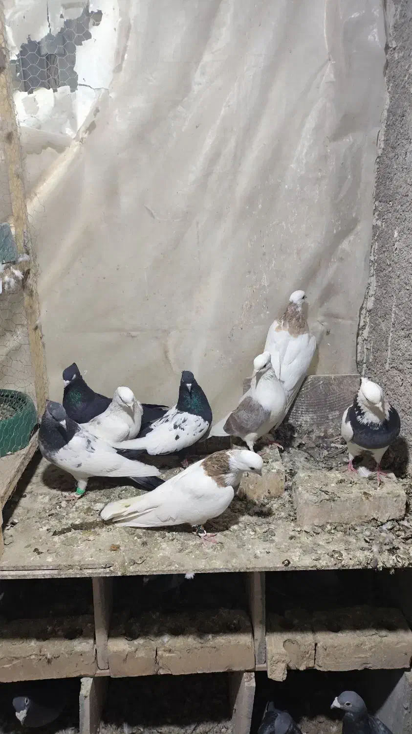 کبوتر رنگه پرشی نر|پرنده|مشهد, شهید قربانی|دیوار