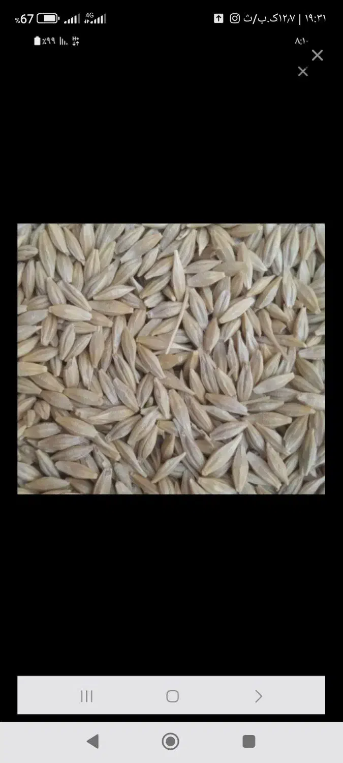 جو دامی بو جاری|خدمات باغبانی و درختکاری|مهربان, |دیوار