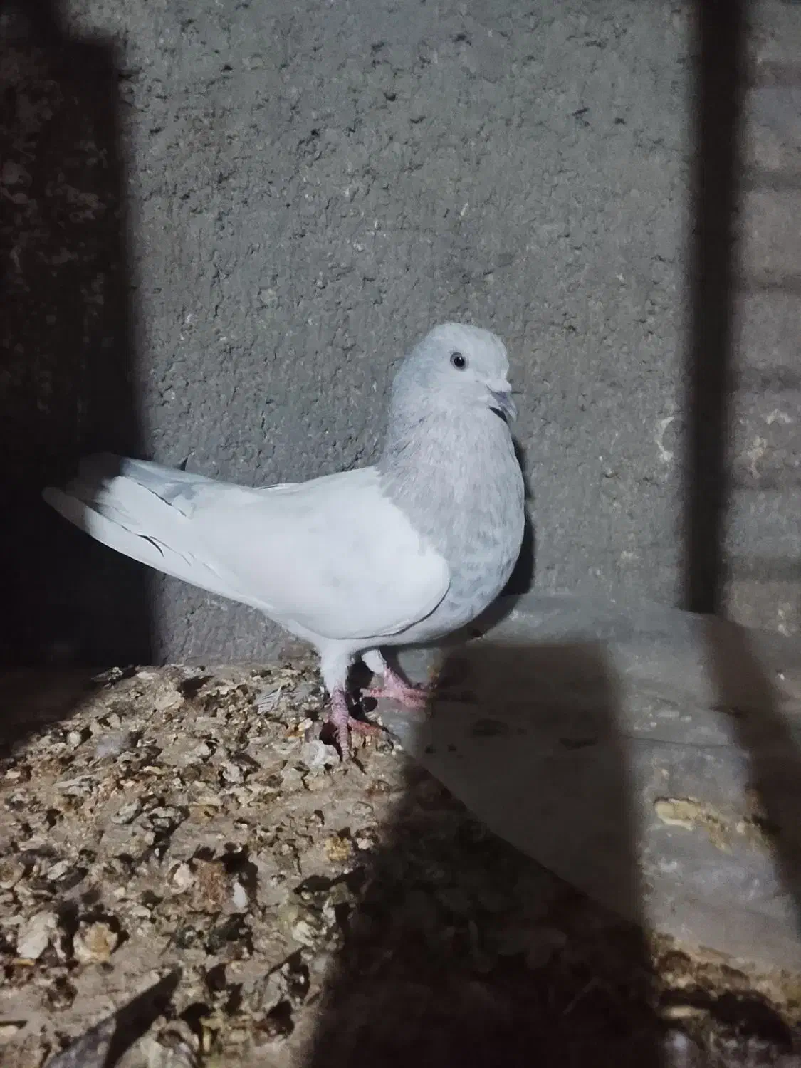 سلام خدمت دوستان عشق بازدوعددنرکله ای|پرنده|زابل, |دیوار