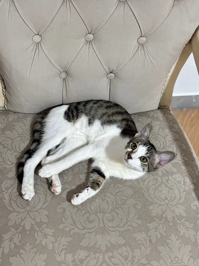 واگذاری گربه نر|گربه|رشت, معلم|دیوار