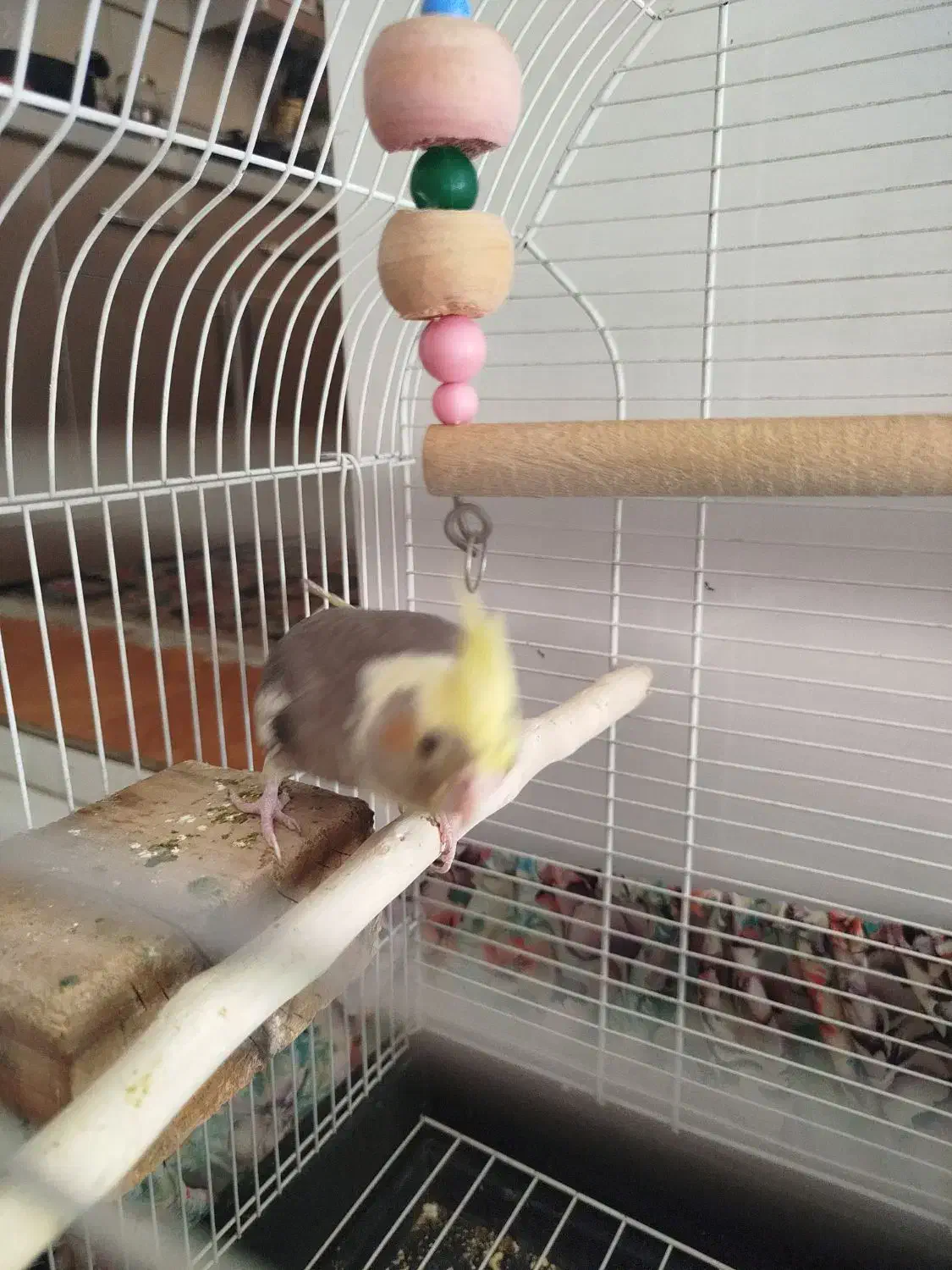 عروس هلندی ماده|پرنده|ری, فیروزآباد|دیوار