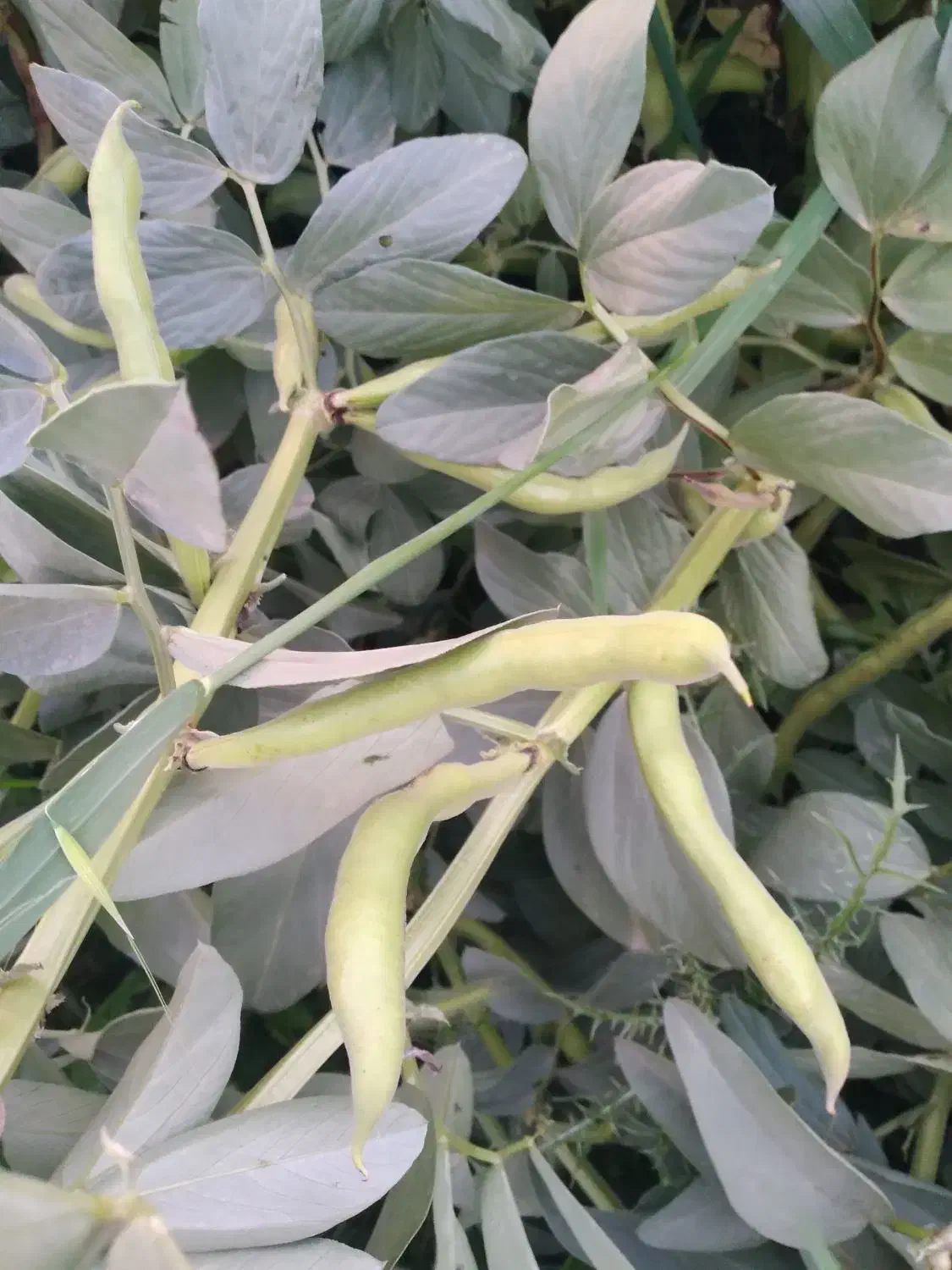 باقله|گل و گیاه طبیعی|کازرون, |دیوار