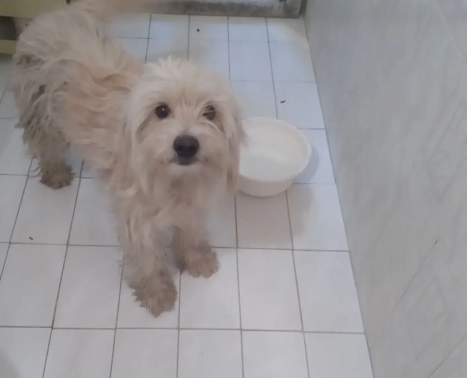 سگ پیدا شده|سگ|مبارکه, |دیوار