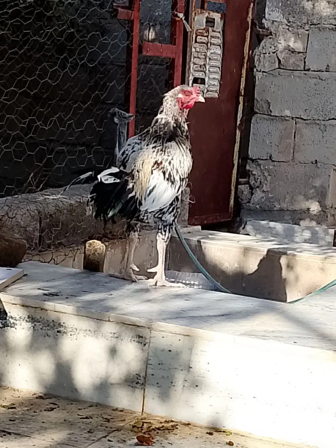 خروس لاری|حیوانات مزرعه|سراوان, |دیوار