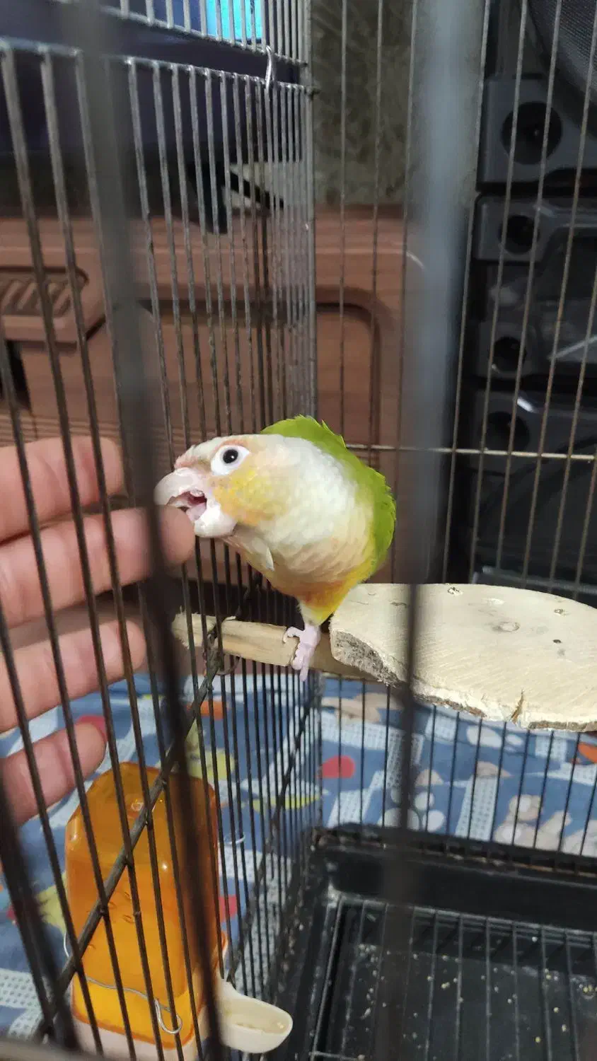 گرینچیک آناناسی|پرنده|چهاردانگه (تهران), |دیوار