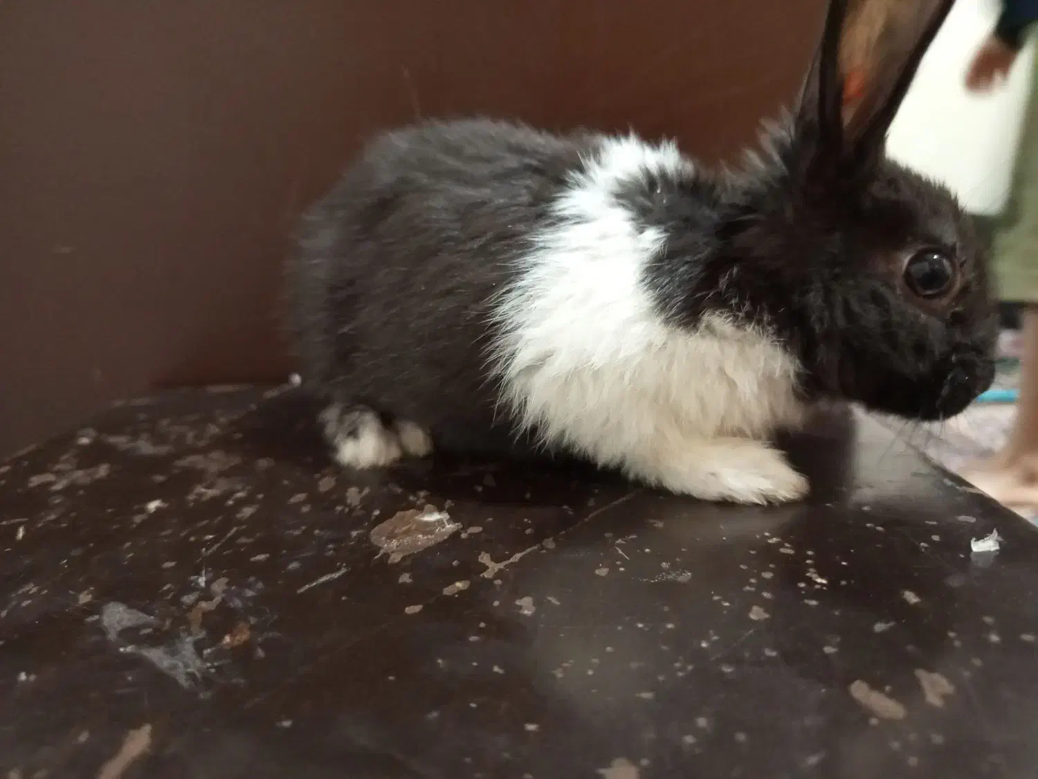 خرگوش خانگی|موش و خرگوش|سیرجان, |دیوار