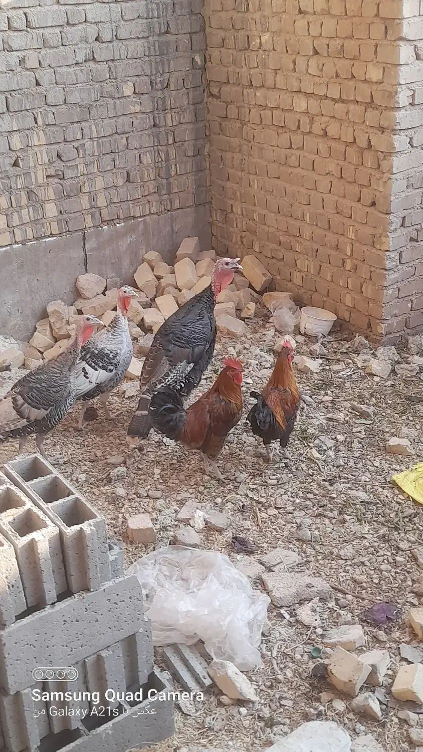 بوقلمون نر و ماده محلی و خروس محلی|حیوانات مزرعه|شیراز, ماه فیروزان|دیوار