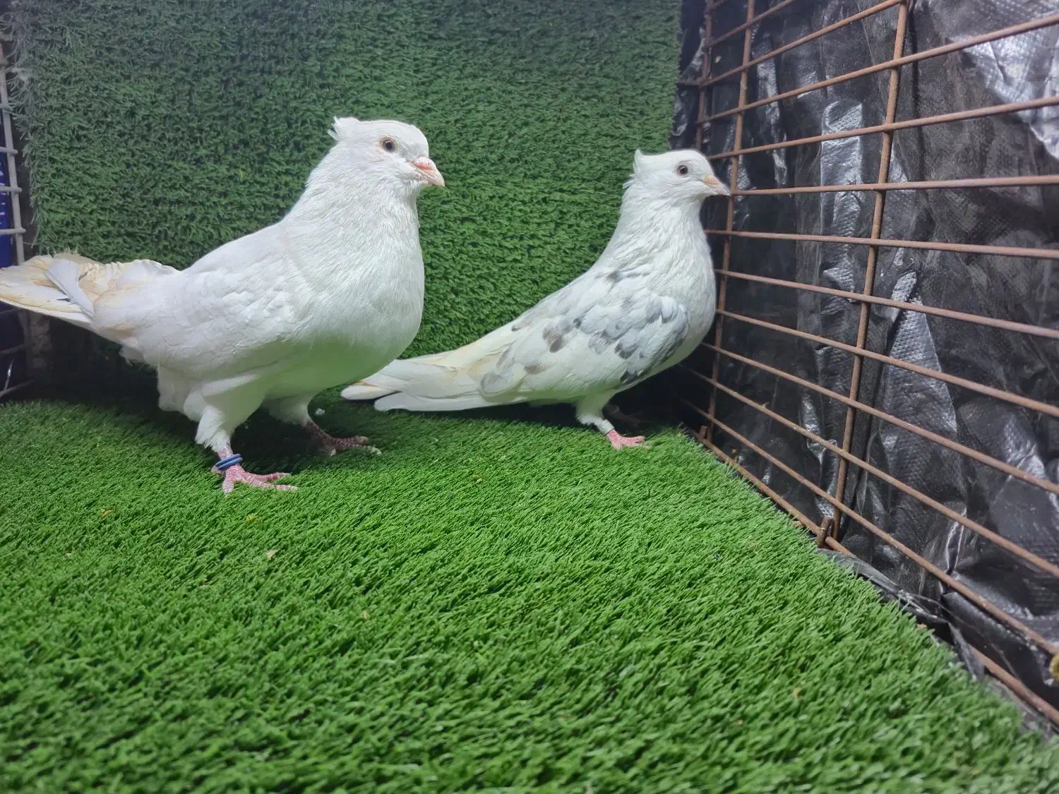 کبوتر پرشی|پرنده|شاندرمن, |دیوار