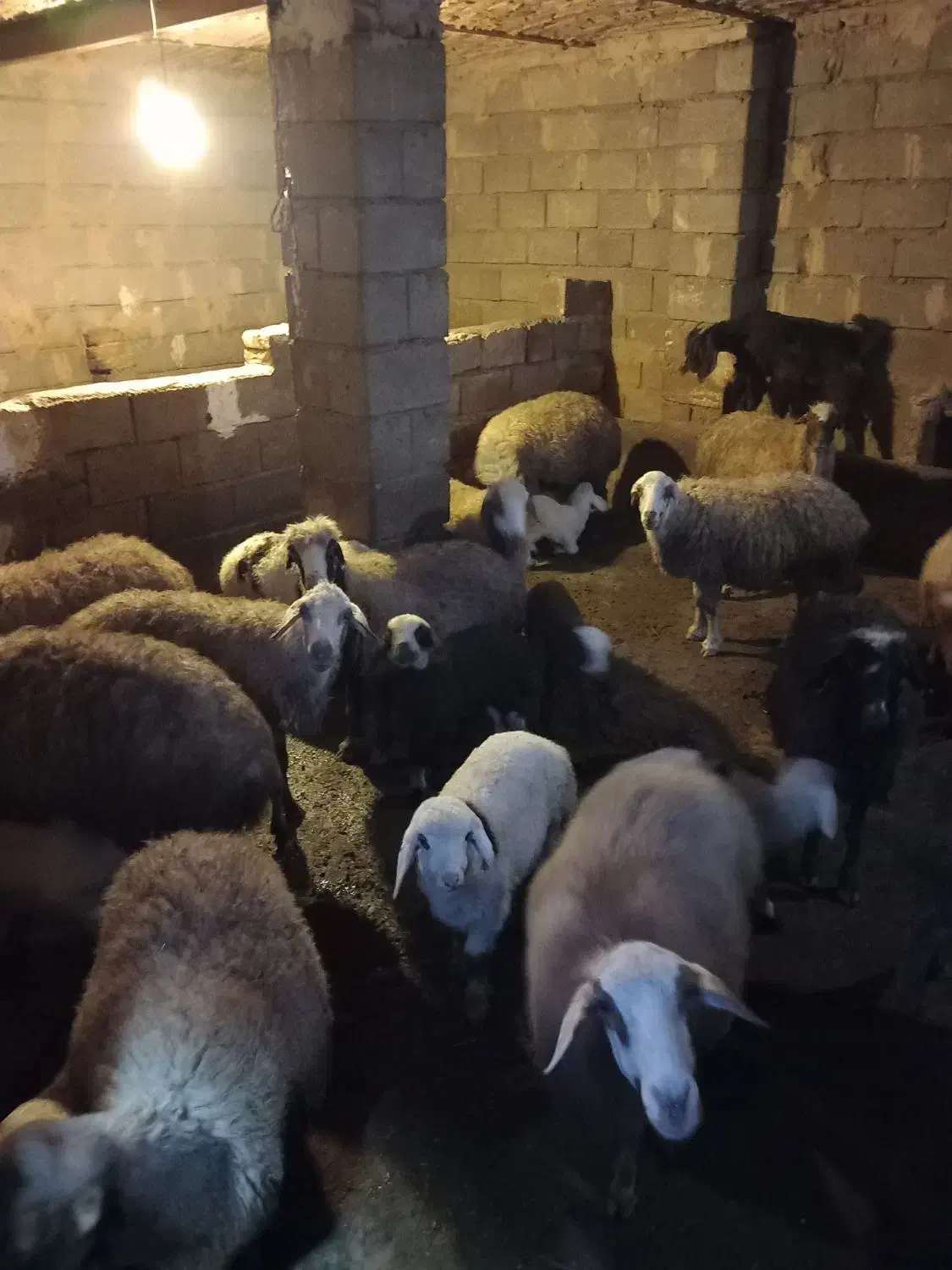 میش و بره|حیوانات مزرعه|صحنه, |دیوار