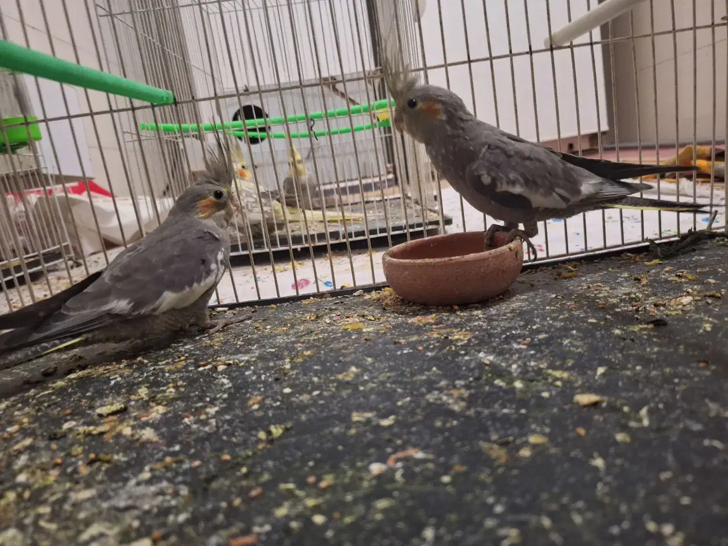 عروس هلندی|پرنده|خواف, |دیوار