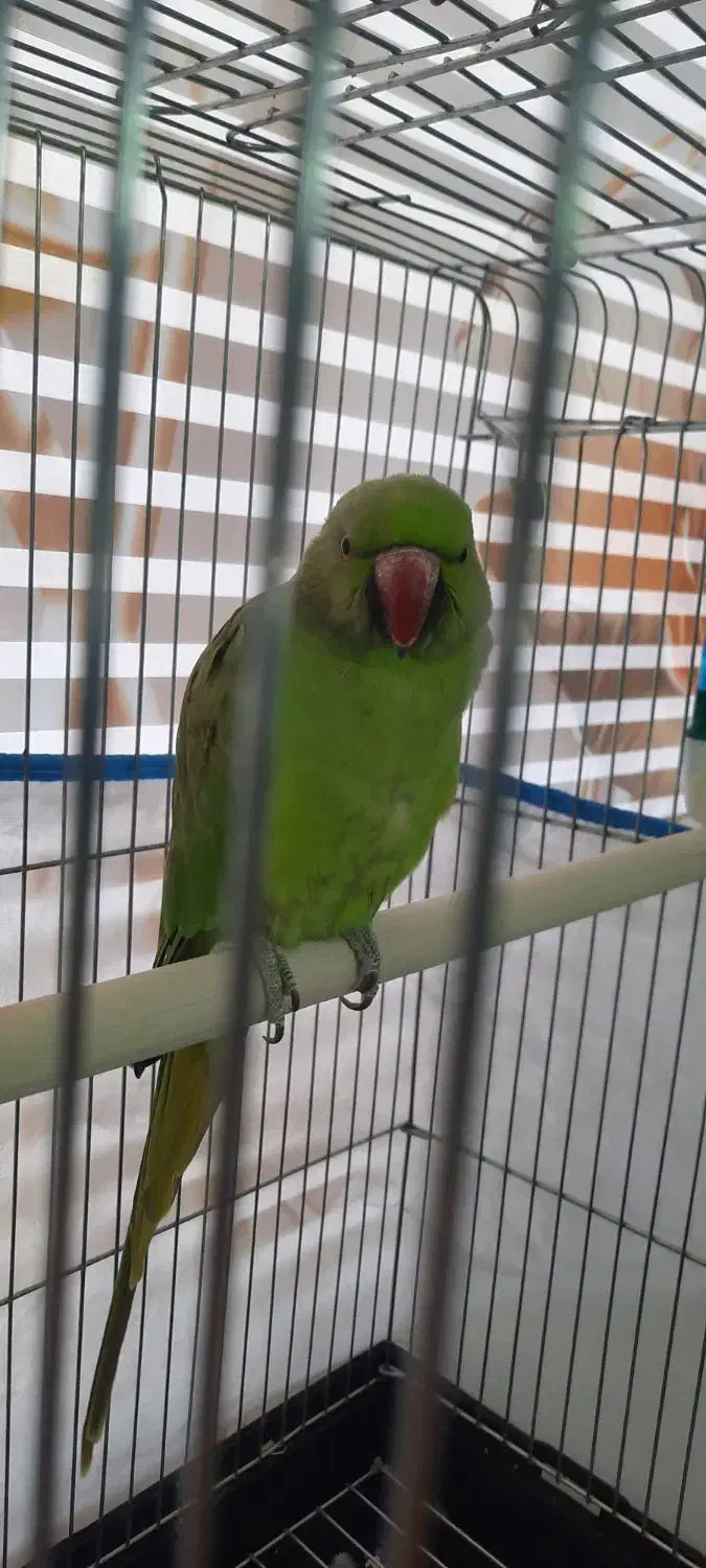 طوطی ملنگو ماده یک ساله|پرنده|رباط‌کریم, انجم آباد|دیوار