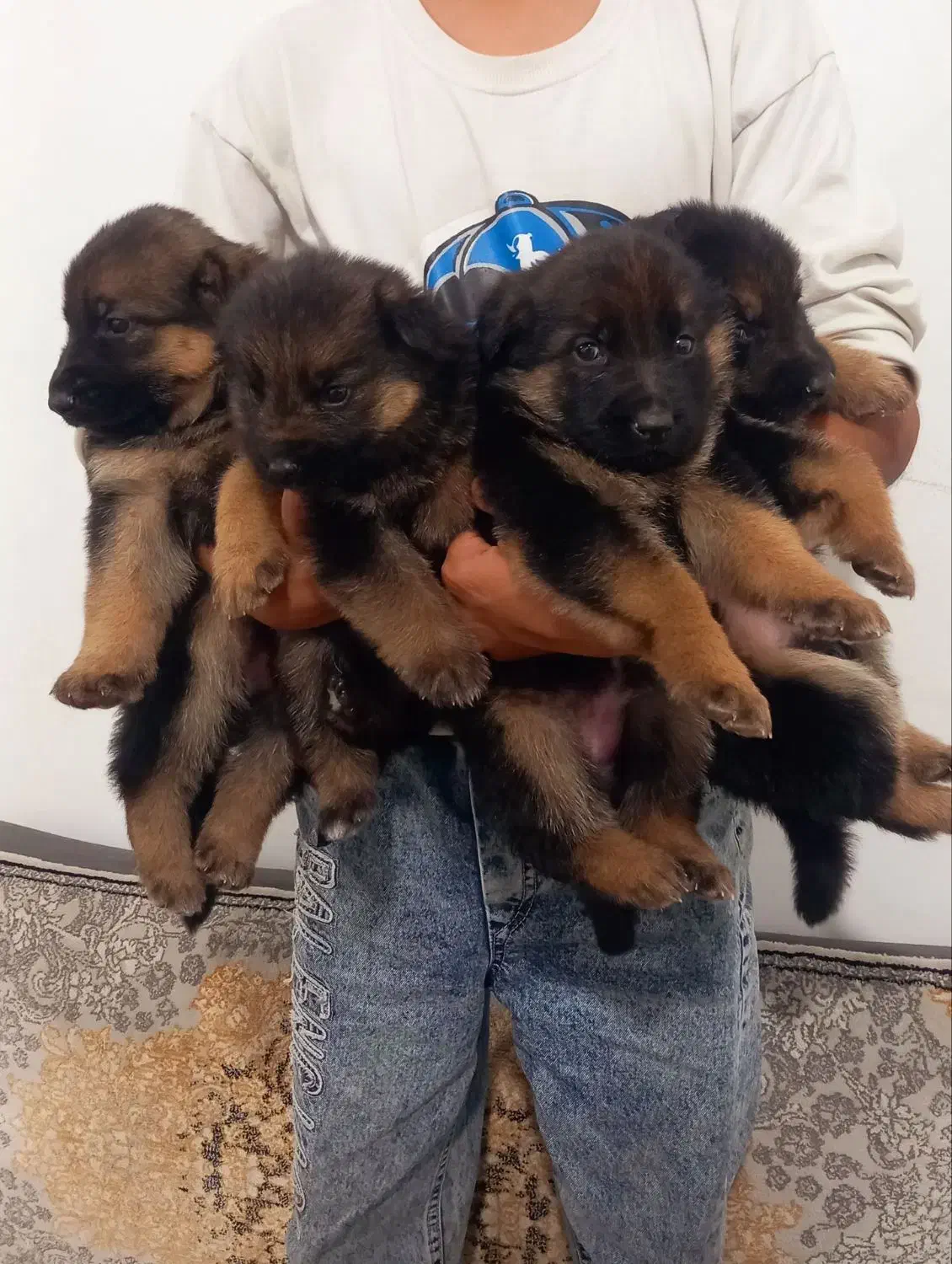 توله ژرمن|سگ|مشهد, چهنو|دیوار