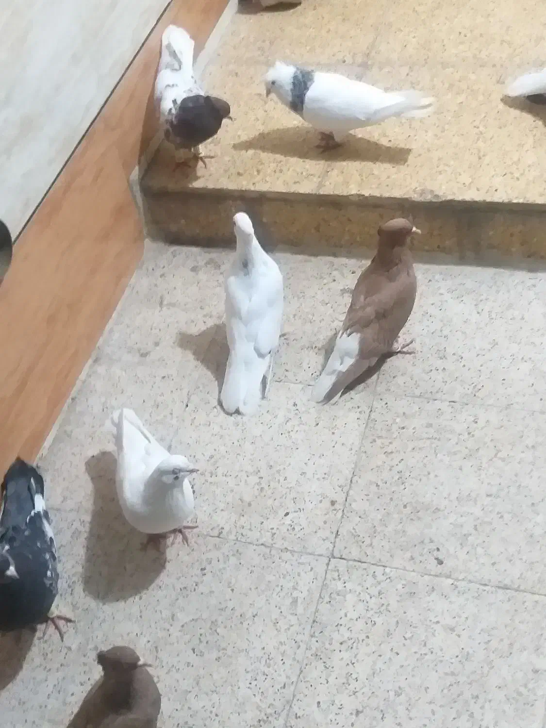 کبوتر|پرنده|خرمشهر, |دیوار