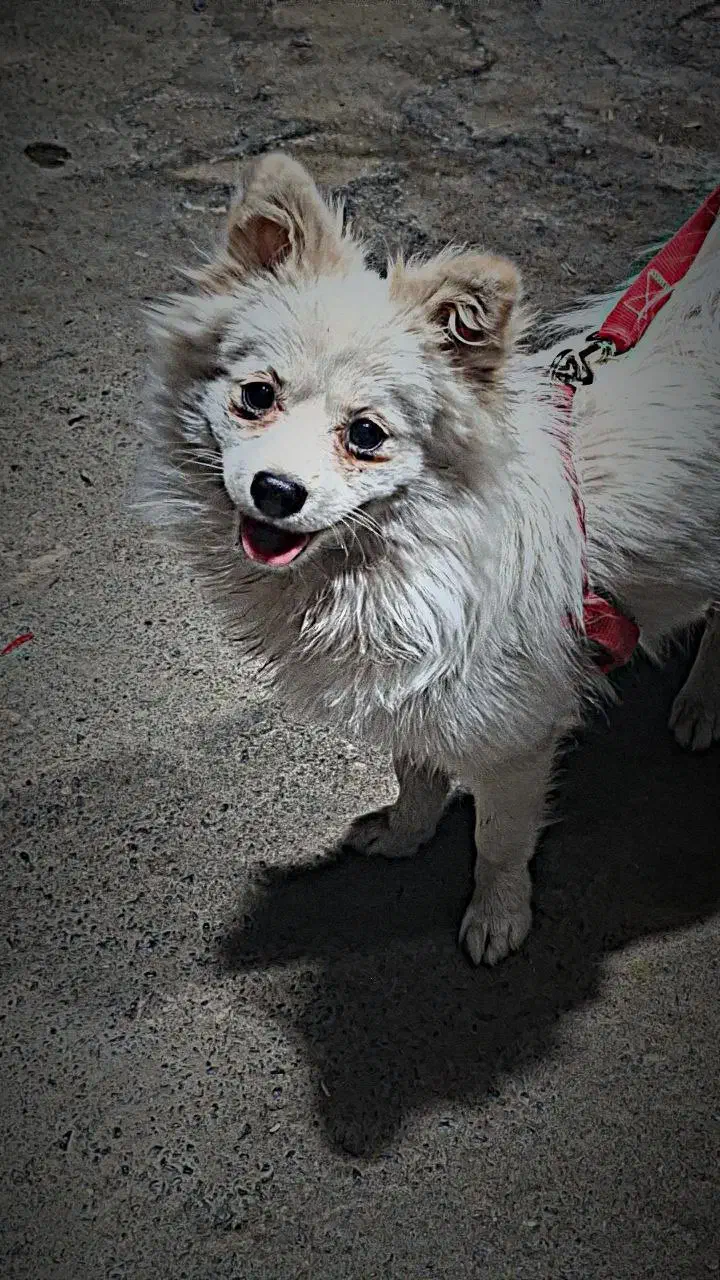 پامرین روباهی|سگ|قم, نخودی|دیوار