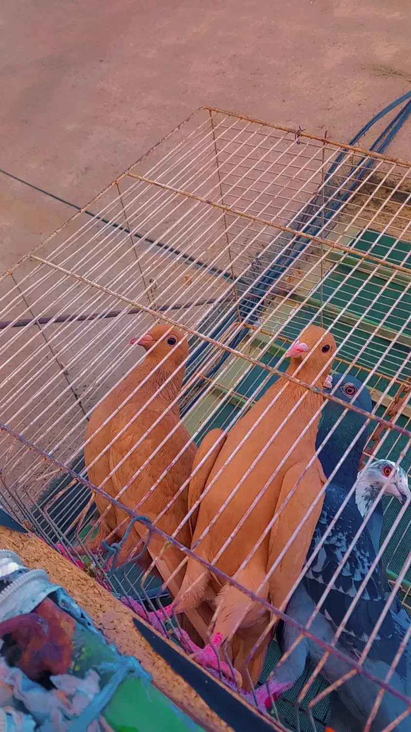 زردکرمونیجوجه|پرنده|کاشمر, |دیوار