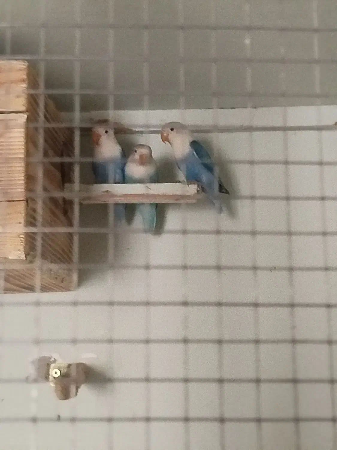 طوطی کوتوله یا برزیلی|پرنده|بندرعباس, |دیوار