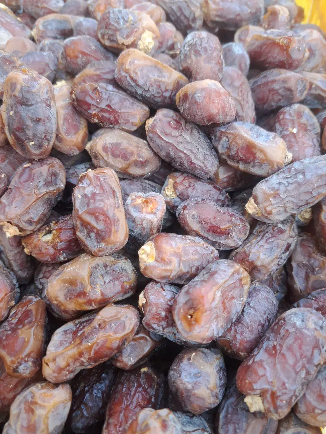 دمیت قصب وبریمی|خدمات باغبانی و درختکاری|برازجان, |دیوار