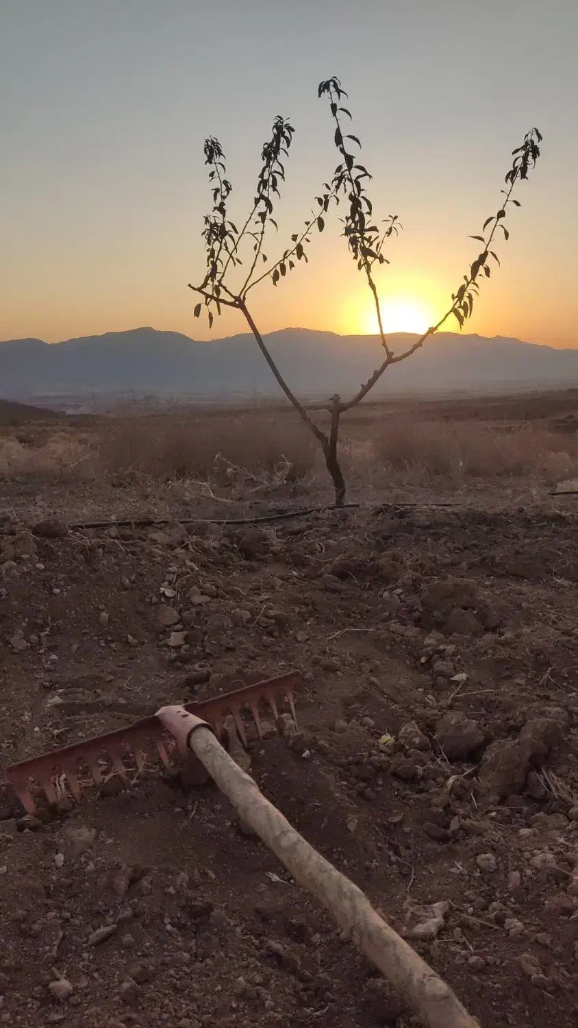 هرس برش درخت و خدمات باغبانی|خدمات باغبانی و درختکاری|اصفهان, خرم|دیوار