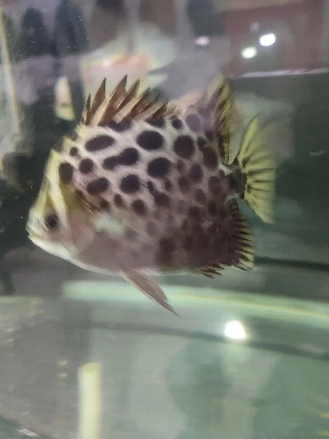 فلاور باکس18سانتی هد دار|ماهی|مشهد, سناباد|دیوار