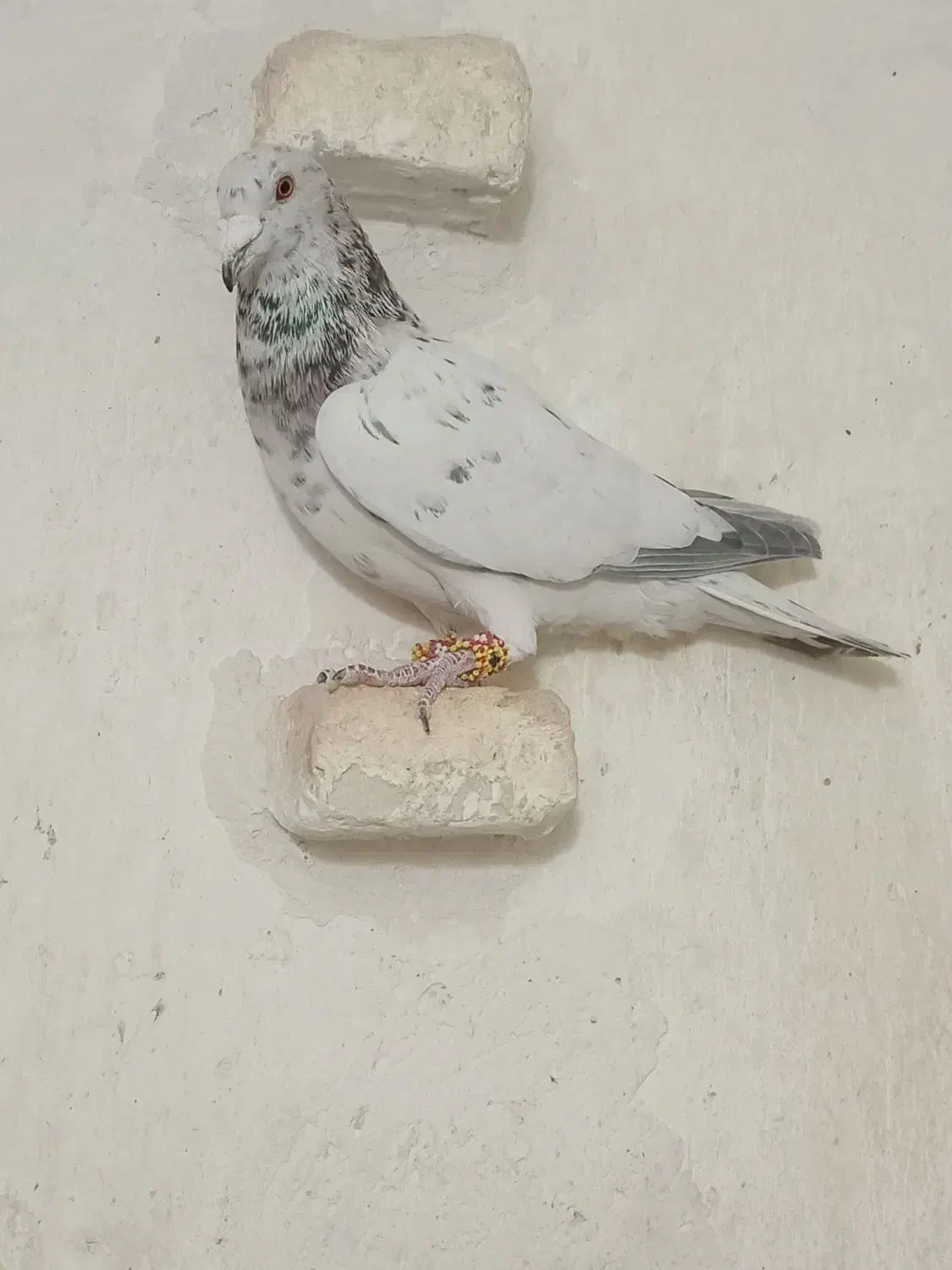 کفتر پلاکی|پرنده|شیراز, سلطان آباد|دیوار