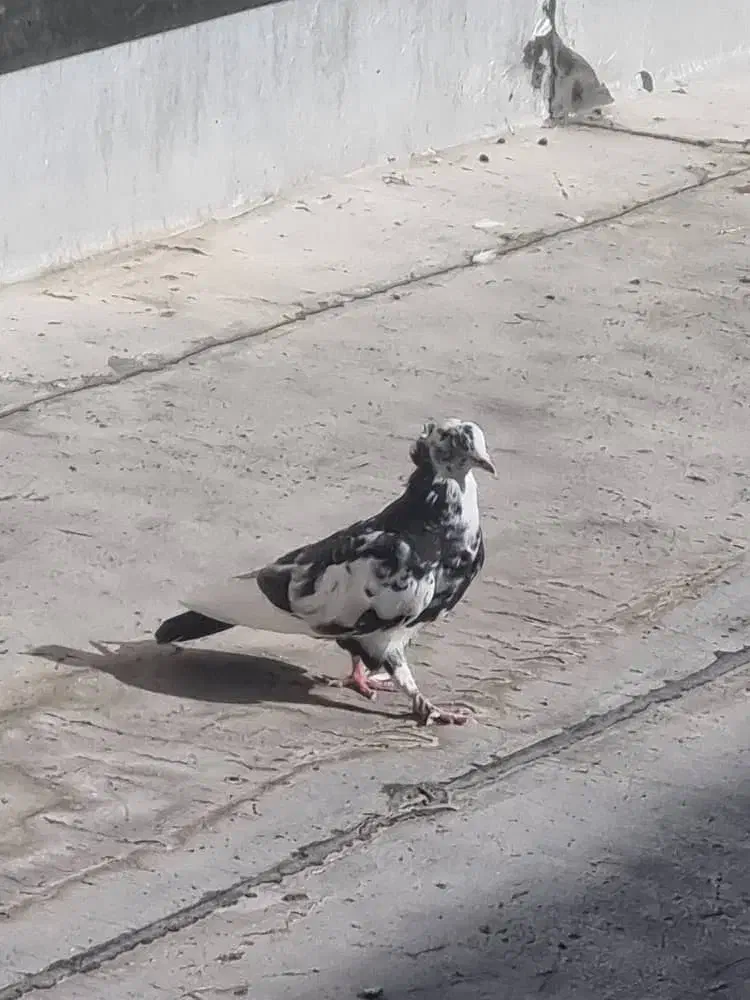 دوتا جوجه پرشی یه نر پرشی کاکل دار موش پا|پرنده|قم, زنبیل آباد|دیوار