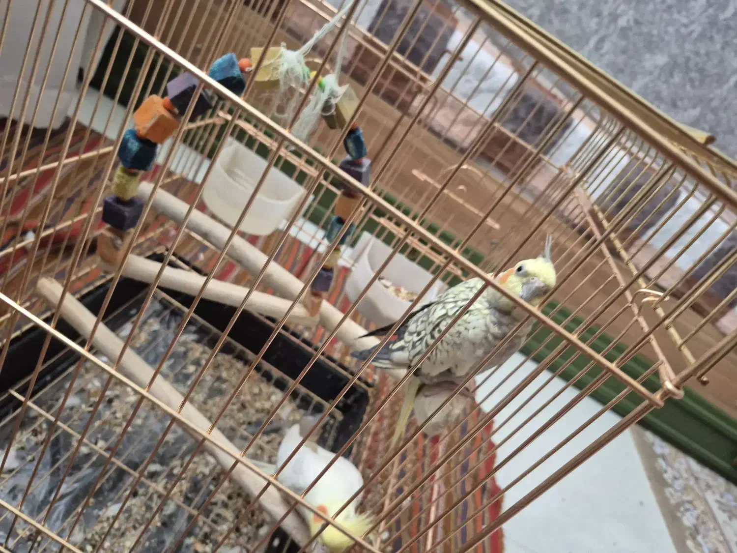 یک جفت عروس هلندی|پرنده|اسلام‌‌آباد غرب, |دیوار