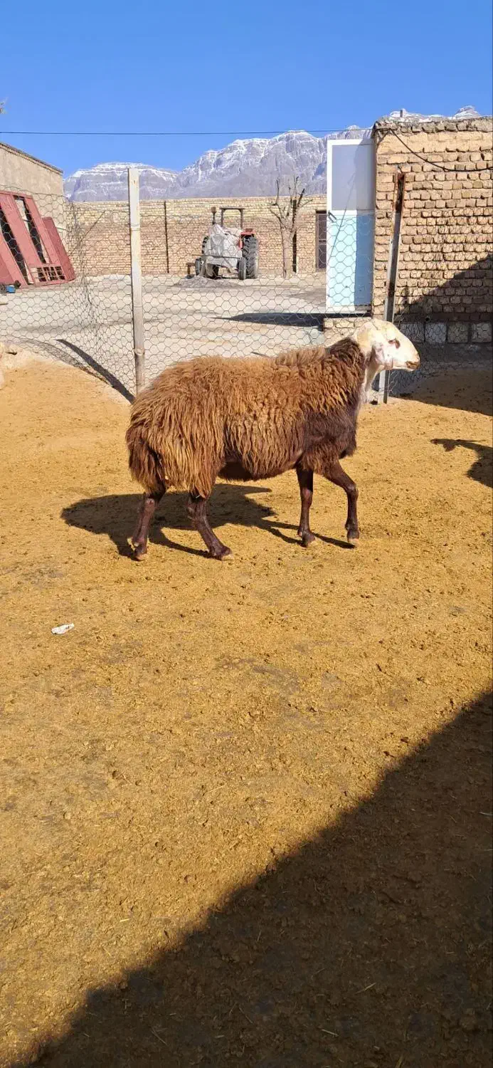 قوچ نمونه|حیوانات مزرعه|چگنی, |دیوار