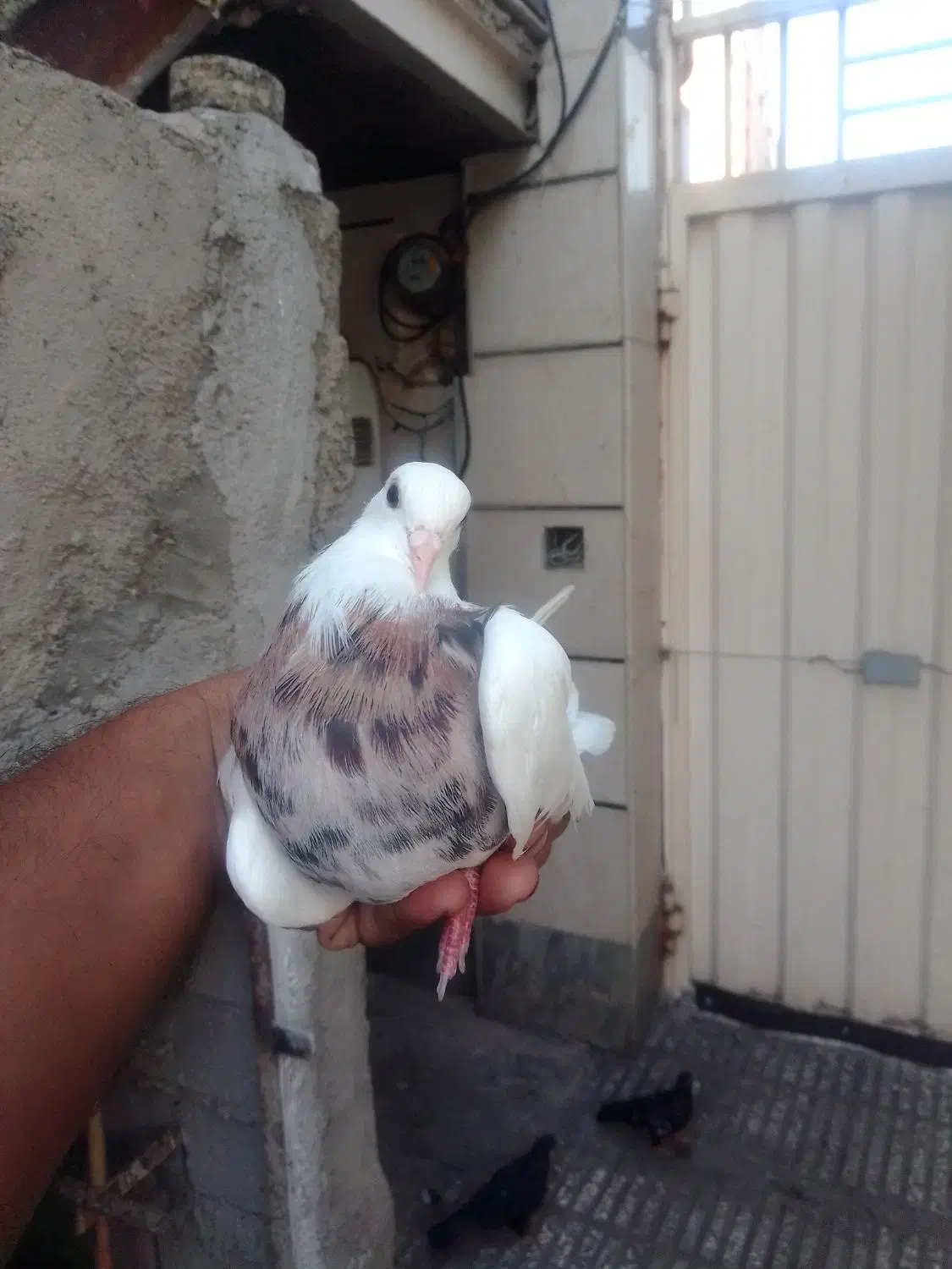 کبوتر|پرنده|آزادشهر, |دیوار