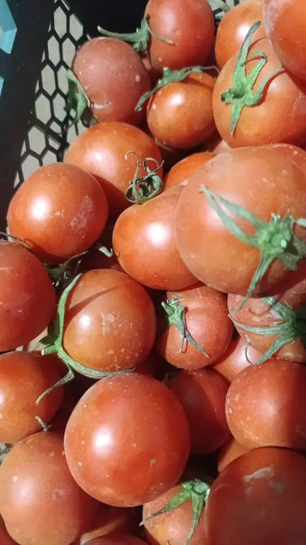 گوجه ربی درجه 1|خوردنی و آشامیدنی|مبارکه, |دیوار