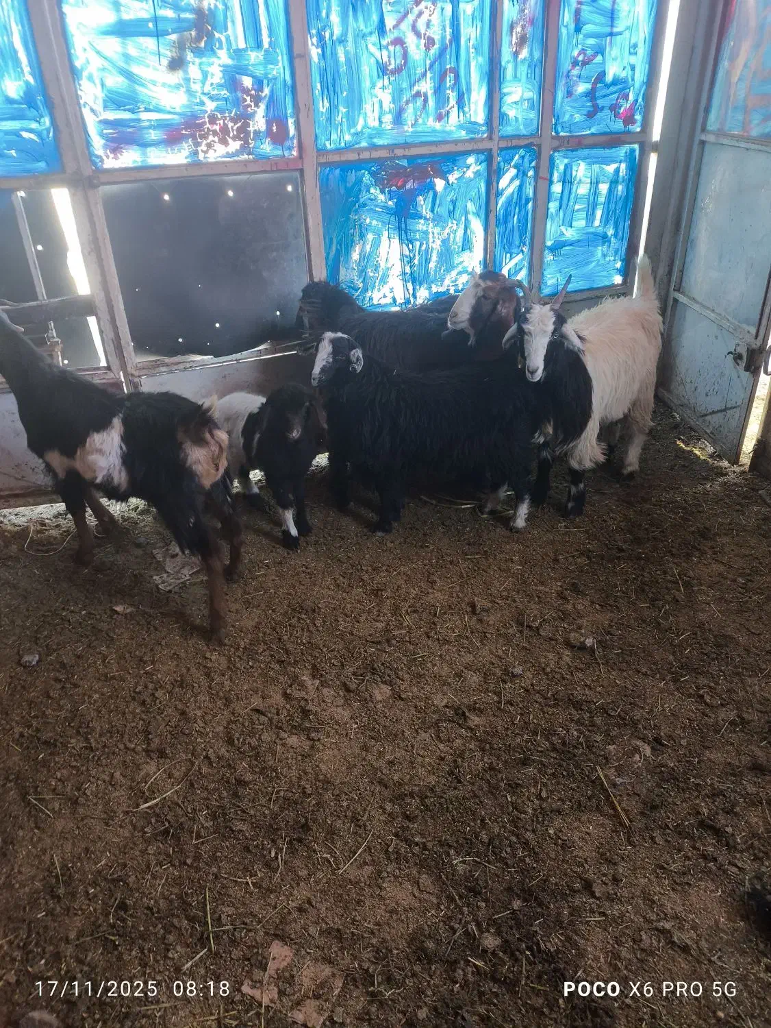 بزغاله|حیوانات مزرعه|بروجن, |دیوار