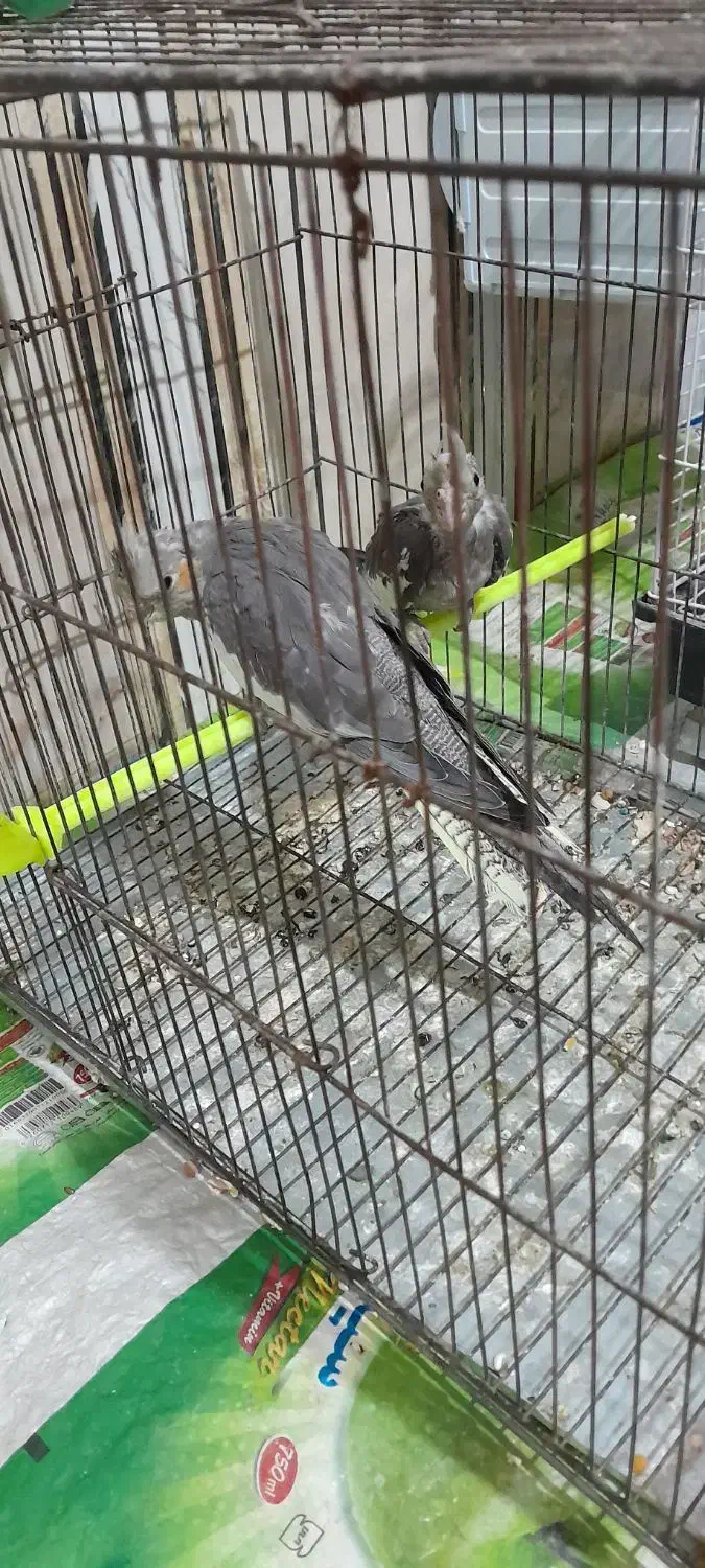 جوجه عروس هلندی|پرنده|کوهدشت, |دیوار