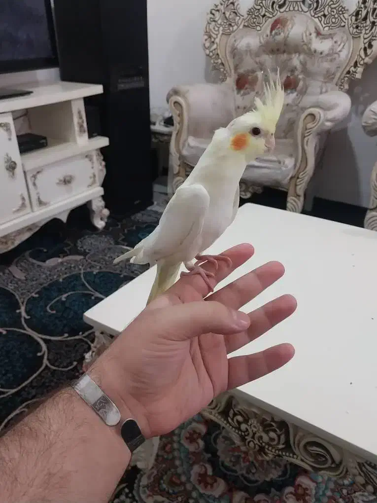 عروس هلندی لوتینو چشم شرابی|پرنده|شهریار, شهرک بهاران (ویره)|دیوار