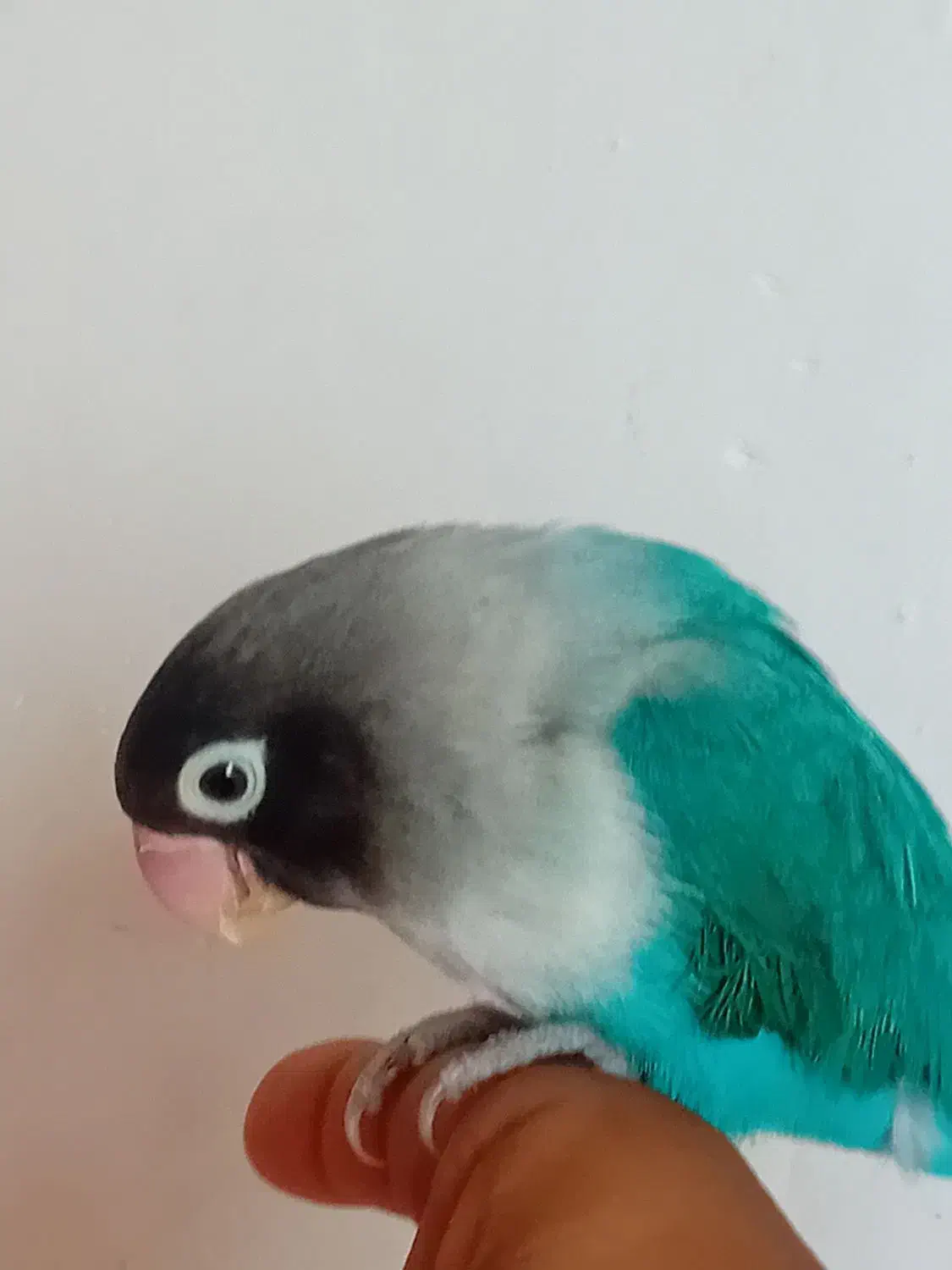 یک عدد طوطی آمریکایی اصل|پرنده|ایرانشهر, |دیوار