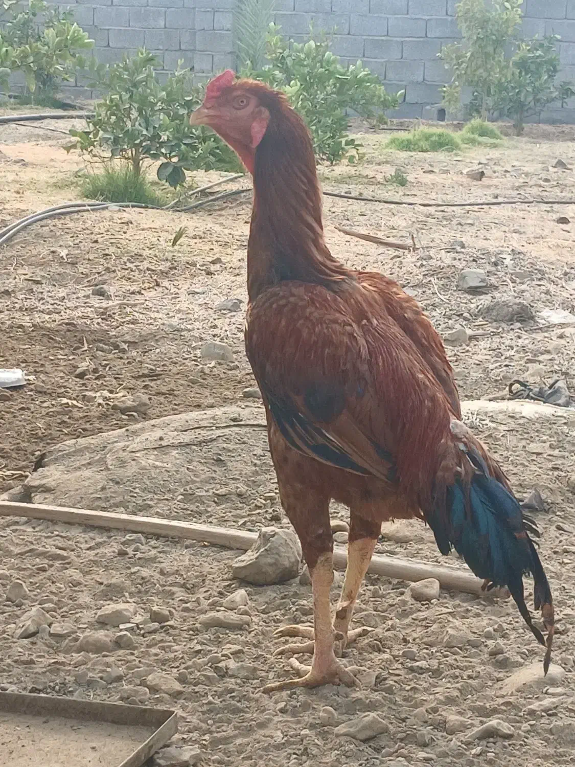 خروس لاری افغان|حیوانات مزرعه|بلوک, |دیوار