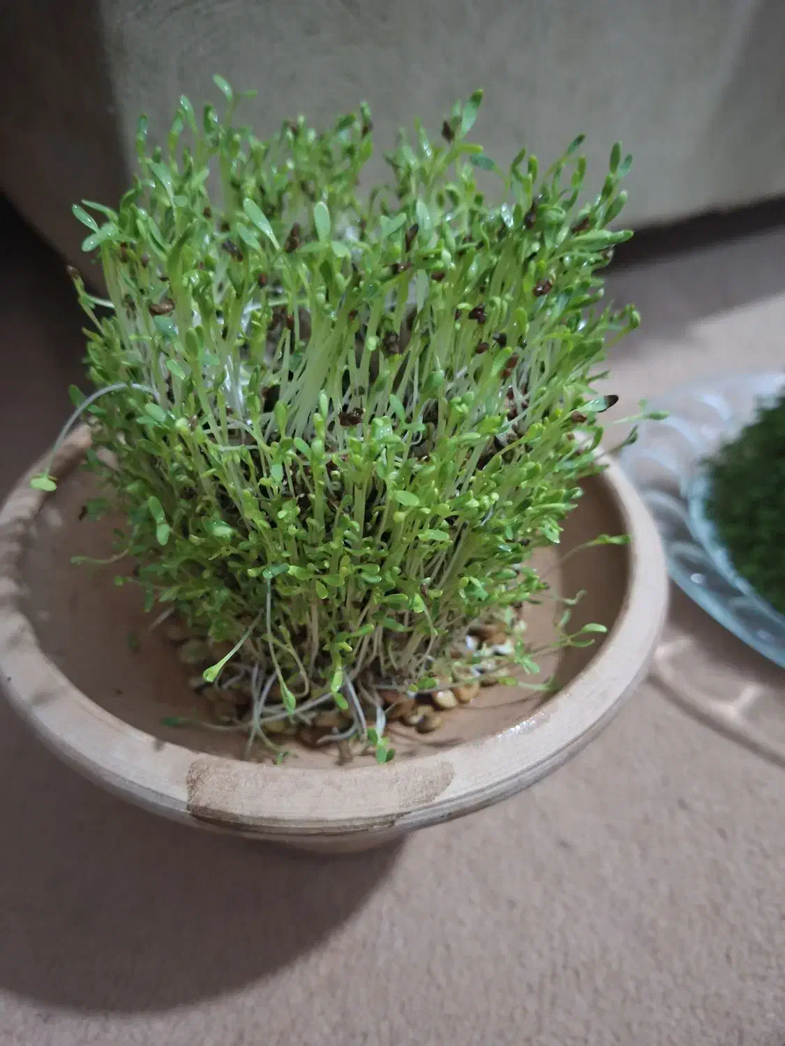 سبزه عید  عروسکی|گل و گیاه طبیعی|نوشین شهر, |دیوار