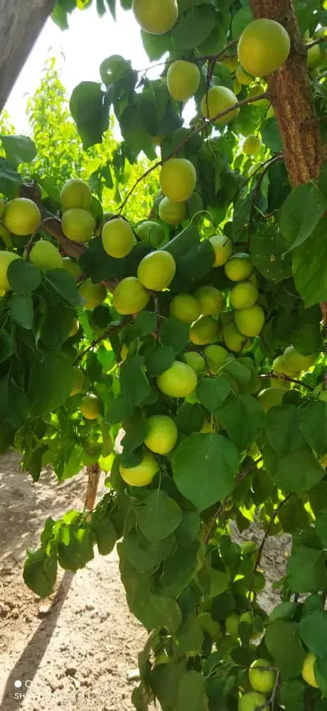 باغ در سه راهی یامچی به متراژ ۱۱۷۰۰|فروش زمین و ملک کلنگی|یامچی, |دیوار