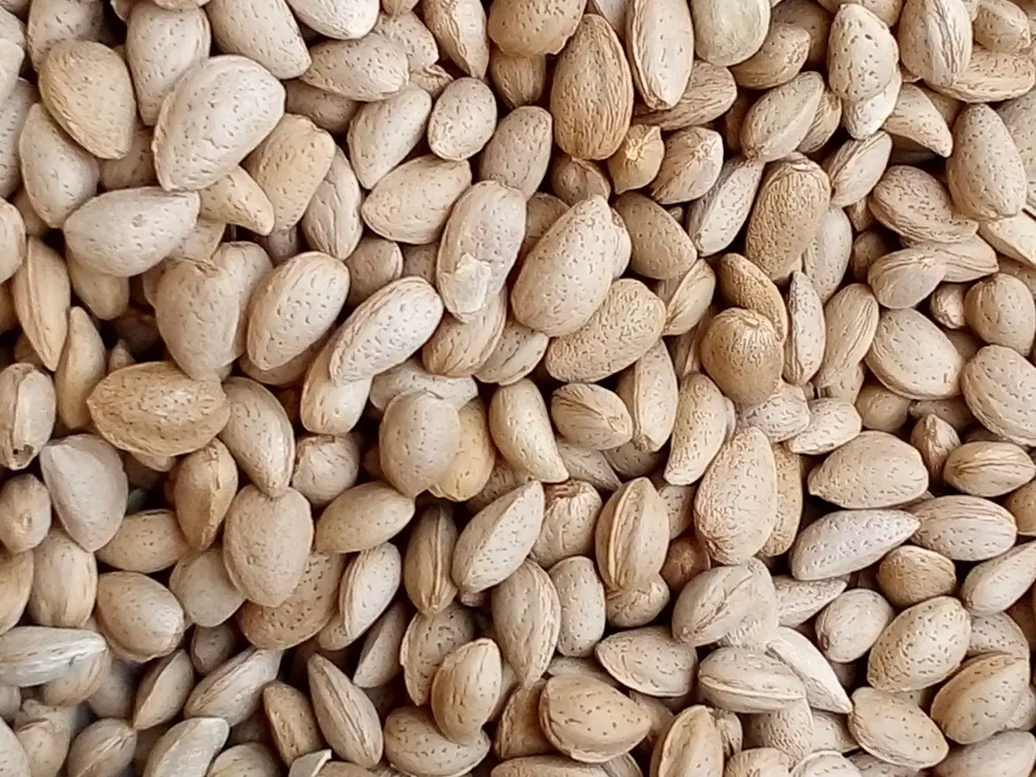 بادام سنگی|خوردنی و آشامیدنی|فولادشهر, مسکن مهر فولادشهر|دیوار