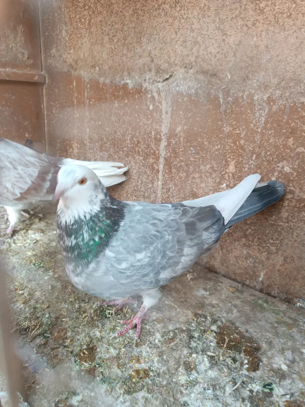 جفت نرو ماده انتیک|پرنده|فرمهین, |دیوار