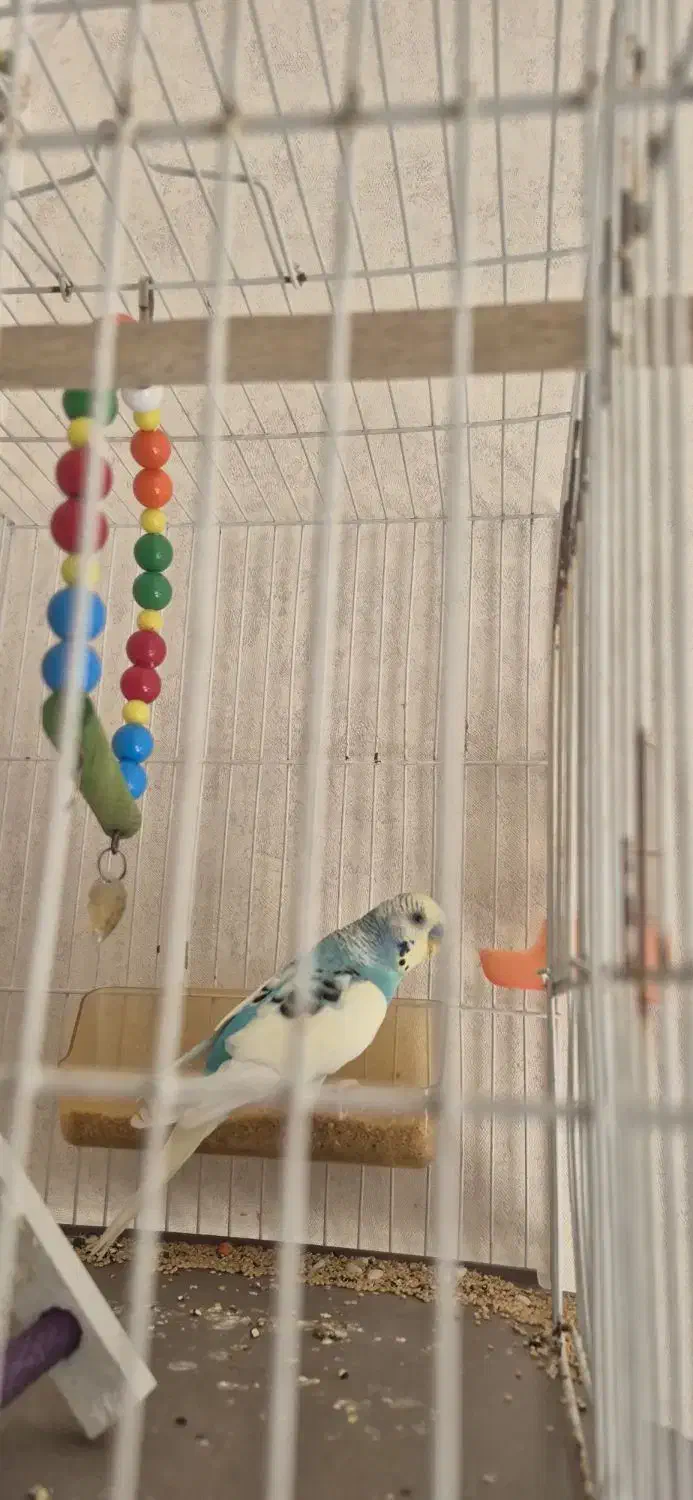 مرغ عشق|پرنده|مشهد, نوید|دیوار