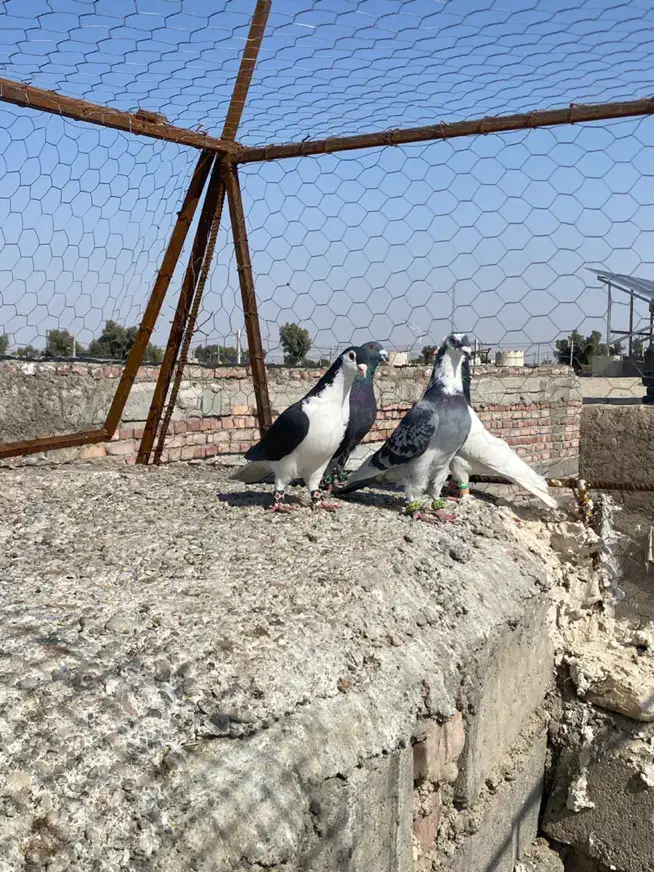 چهار عدد نر زد و خوردی|حیوانات|زاهدان, |دیوار