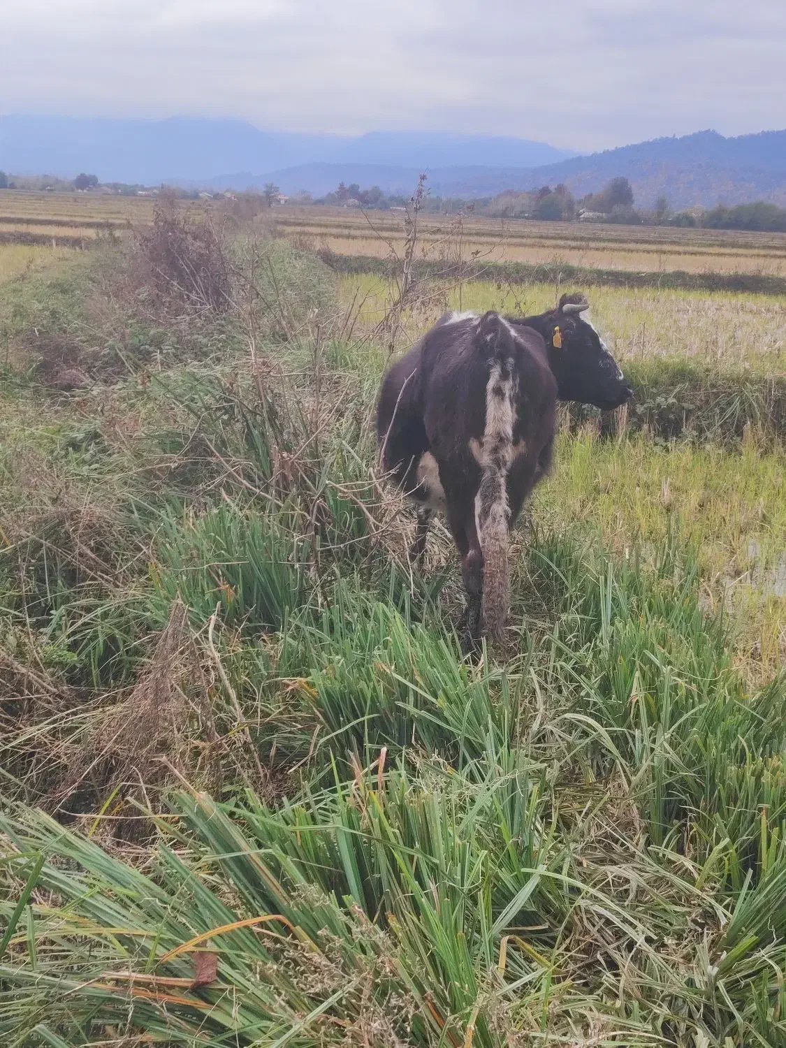 گاو|حیوانات مزرعه|گوراب زرمیخ, |دیوار