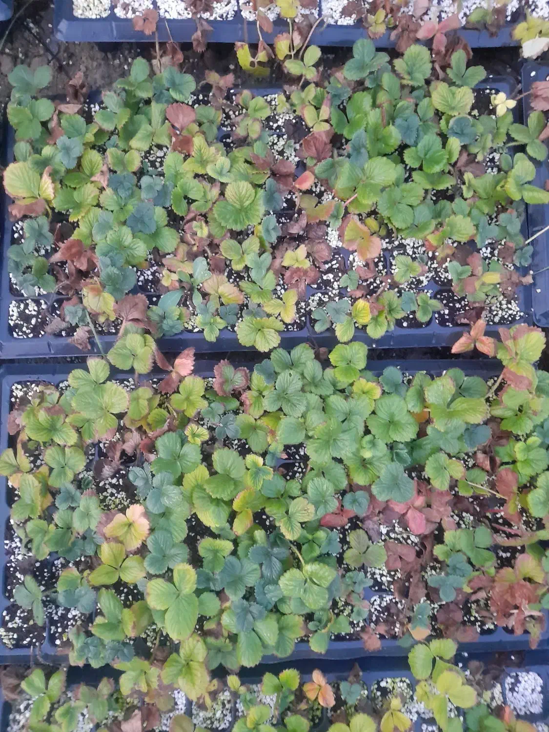 نشای توت فرنگی|گل و گیاه طبیعی|ارومیه, |دیوار