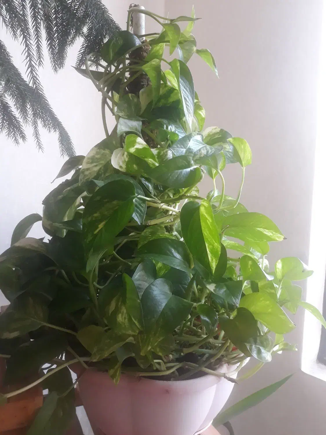 گل پتوس و کاج مطبق|گل و گیاه طبیعی|مشهد, مشکینی (شهرک غرب)|دیوار