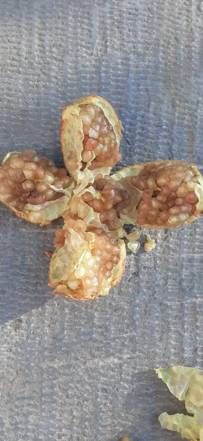 محصول انار|فعالیت داوطلبانه|کرمان, |دیوار