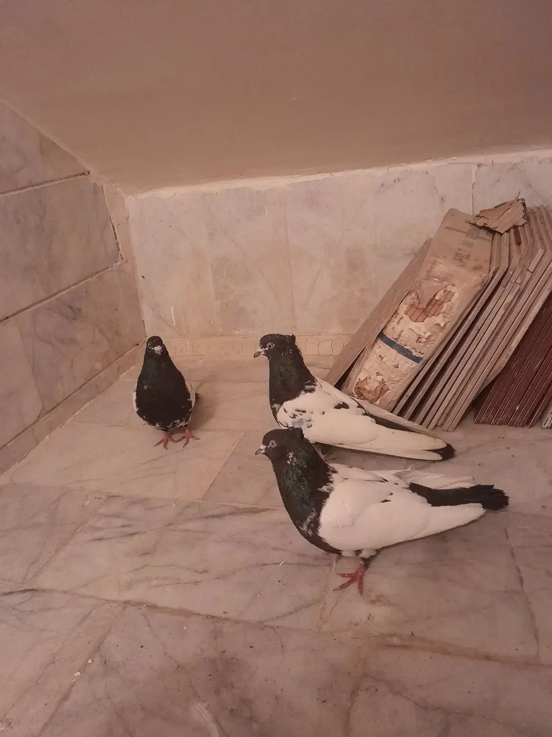 کبوتر رنگی|پرنده|خرمدره, |دیوار